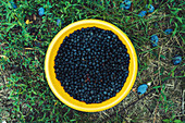 Harvested aronia berries