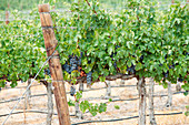 Grape vines in South Africa