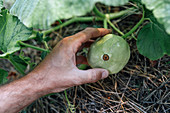 Farmer checking gourd fruit
