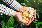 Farmer with handful of soybeans