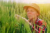Farmer examining wheat crop