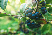 Ripe aronia berries on branch