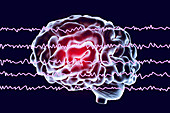 Brain and brain waves, illustration