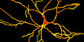 Dopaminergic neuron, illustration