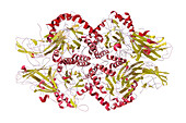 Human beta-glucuronidase molecule, illustration