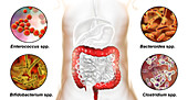 Bacteria in human large intestine, illustration