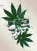 Medicinal marijuana, illustration