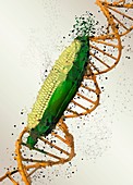 Genetically modified corn, illustration