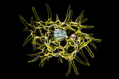 Acanthamoeba amoeba, illustration