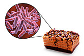 Foodborne infection, conceptual illustration