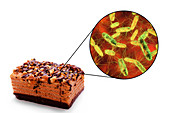 Salmonella food poisoning, conceptual illustration