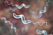 Campylobacter bacterium, illustration