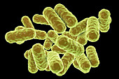 Enterobacter sp. bacteria, illustration