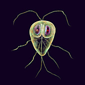 Giardia lamblia parasites, illustration