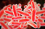 Legionnaires disease bacteria, illustration