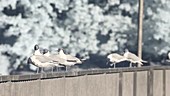 Seagulls on a bridge, infrared footage