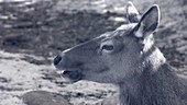 Female deer chewing grass, infrared footage