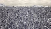 Wheat growing in a field, infrared footage