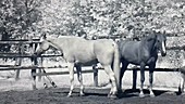 Horses in paddock, infrared footage
