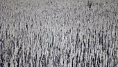 Wheat growing in a field, infrared footage