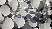 Nasturtium leaves and flower, infrared footage