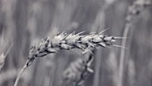 Ear of wheat, infrared footage