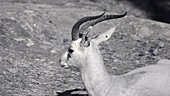 Gazelle, infrared footage
