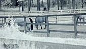 Horses in paddock, infrared footage