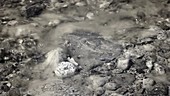 Waves washing over beach stones, infrared footage