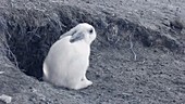 Dust-bathing young rabbit, infrared footage
