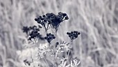 Tansy flowers, infrared footage