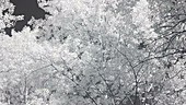 Trees in leaf, infrared footage