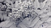 Rowan berries, infrared footage