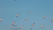 Lesser flamingoes flying in sky, slow motion