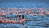 Lesser flamingoes flying over lake, slow motion