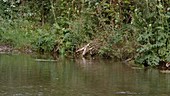 Fox crossing river, slow motion