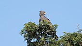 Martial eagle in tree, Kenya