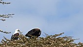 African fish eagle pair, Kenya