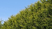Cypress trees, France