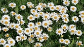 Daisies on grass, France