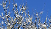 Apple blossom, France