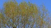 Willow trees, France