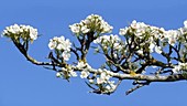 Apple blossom, France