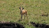 Southern reedbuck, Kenya