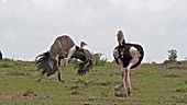 Ostrich courtship, Kenya