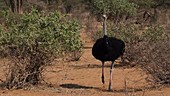 Somali ostrich, Kenya