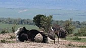 Ostrich courtship, Kenya