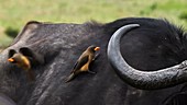 Yellow oxpecker, Kenya