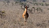 Hartebeest, Kenya