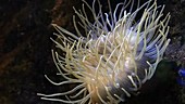 Sea anemone in aquarium